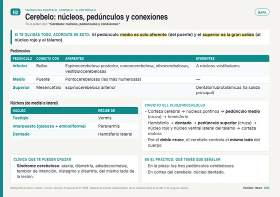 Tema 020: cerebelo, núcleos y pedúnculos