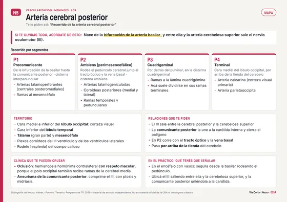 Tema 055: arteria cerebral posterior