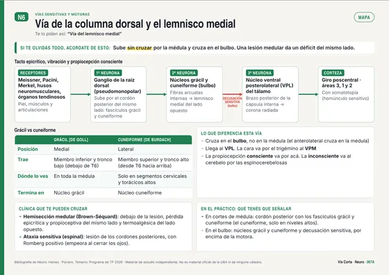 Tema 067: vía del lemnisco medial