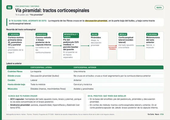 Tema 072: vía piramidal